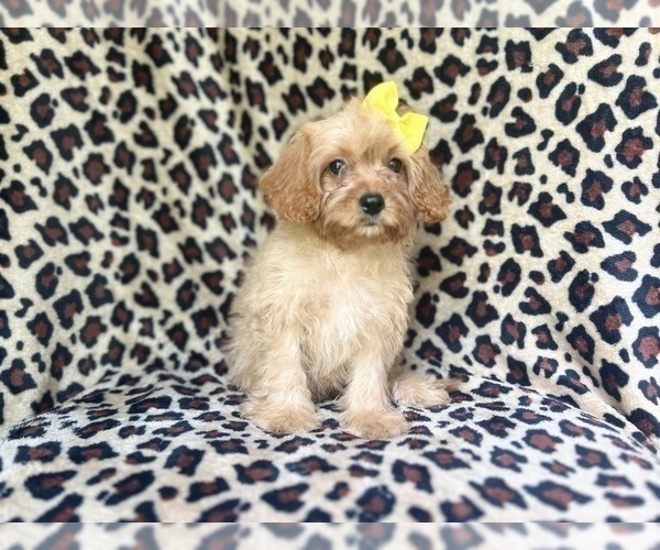 Medium Photo #9 Cavapoo Puppy For Sale in LAKELAND, FL, USA