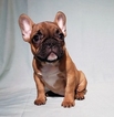 Small Photo #4 French Bulldog Puppy For Sale in ADRIAN, MI, USA