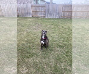 KangaRoo - Female Blue Lacy-Unknown Mix Dog for Adoption - Photo #54
