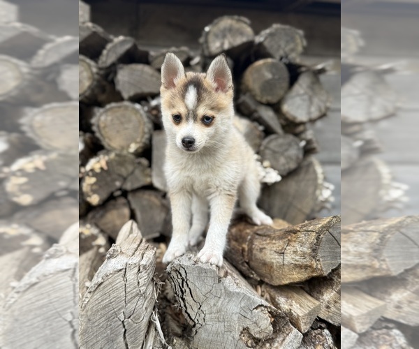 Medium Photo #2 Pomsky Puppy For Sale in STAPLES, MN, USA