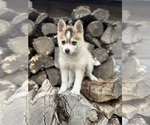 Small #1 Pomsky