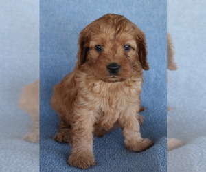 Cavapoo Puppy for sale in BOYCE, VA, USA