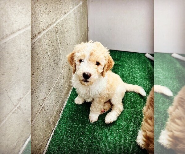 Medium Photo #12 Goldendoodle Puppy For Sale in LONG BEACH, CA, USA