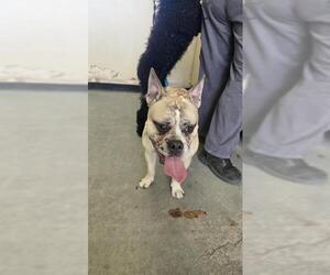 French Bulldog-Unknown Mix Dogs for adoption in Camarillo, CA, USA