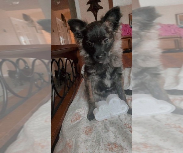 Medium Photo #3 German Spitz-Pomeranian Mix Puppy For Sale in NAMPA, ID, USA