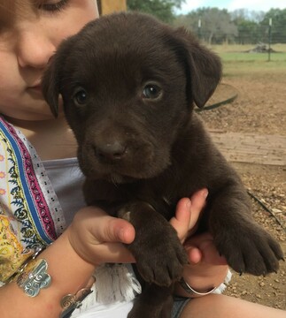 Medium Photo #2 Labrador Retriever Puppy For Sale in JARRELL, TX, USA
