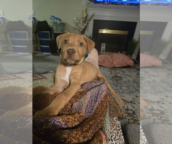 Medium Photo #3 American Staffordshire Terrier-Unknown Mix Puppy For Sale in Holly Springs, NC, USA