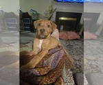 Small #2 American Staffordshire Terrier Mix