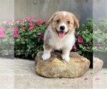 Small #1 Pembroke Welsh Corgi