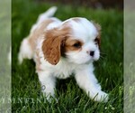 Small #2 Cavalier King Charles Spaniel
