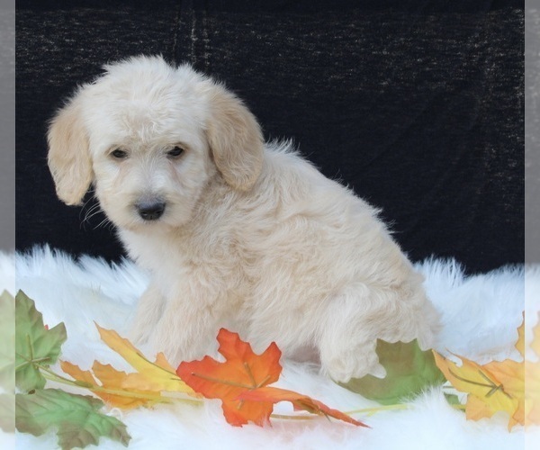 Medium Photo #2 Labradoodle Puppy For Sale in FREDERICKSBURG, OH, USA