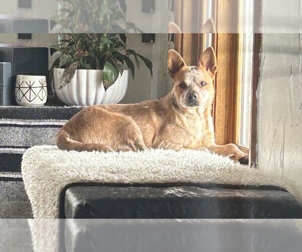 Medium Photo #1 Mutt Puppy For Sale in Highland, IL, USA