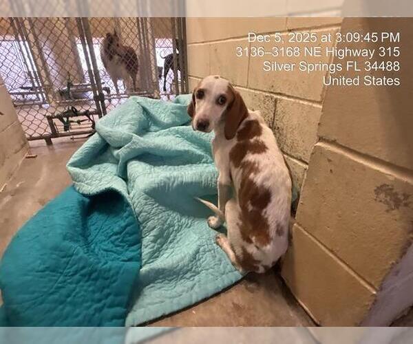 Medium Photo #1 Treeing Walker Coonhound Puppy For Sale in Ocala, FL, USA