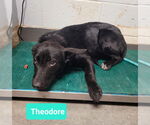 Small #2 Labrador Retriever Mix