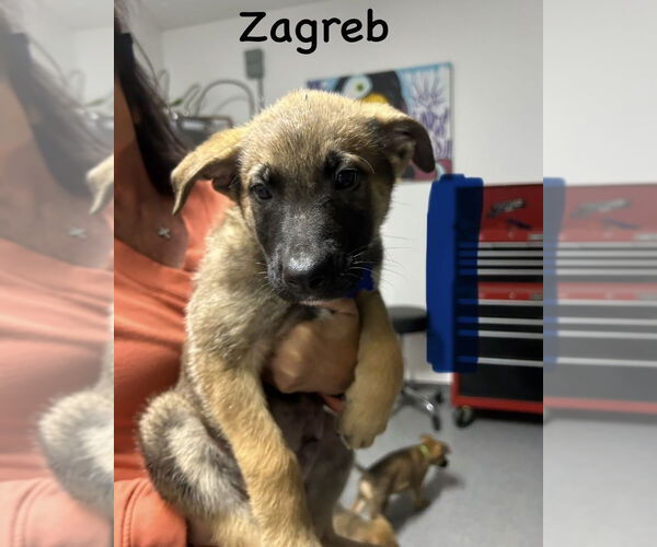 Medium Photo #1 German Shepherd Dog-Unknown Mix Puppy For Sale in Imlay City, MI, USA