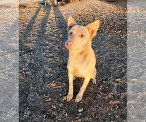 BARBIE - Female Australian Kelpie-Labrador Retriever Mix Dog for Adoption - Photo #4