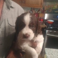 English Springer Spaniel Puppy for sale in RUSSELLVILLE, AR, USA