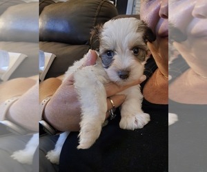 Schnauzer (Miniature) Litter for sale in CANTONMENT, FL, USA