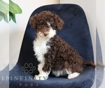 Small #1 Bernedoodle (Miniature)