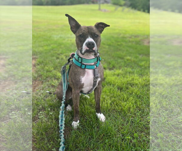 Medium Photo #7 American Pit Bull Terrier Puppy For Sale in Rockville, MD, USA