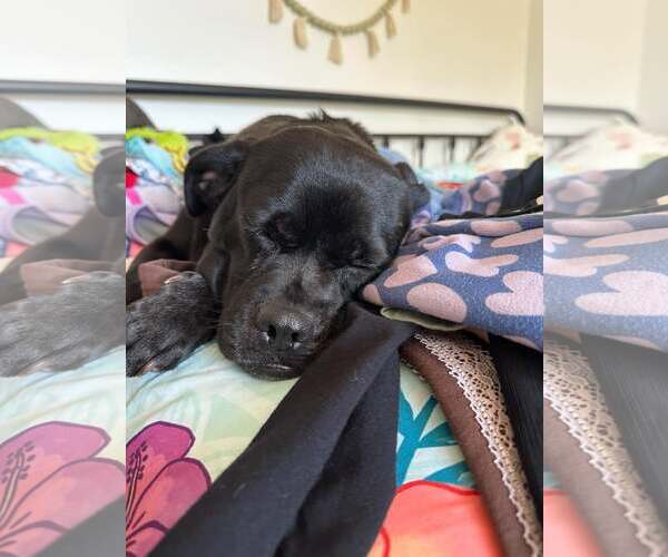 Medium Photo #4 Labrador Retriever-Pug Mix Puppy For Sale in San Diego, CA, USA