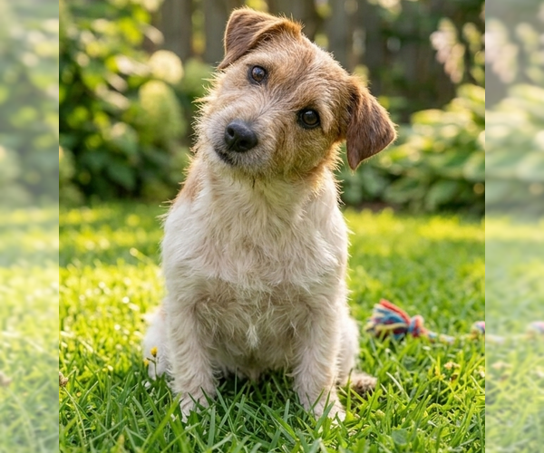 Medium Photo #3 Jack Russell Terrier Puppy For Sale in Grovertown, IN, USA