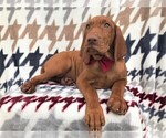 Small Photo #4 Vizsla Puppy For Sale in LANCASTER, PA, USA