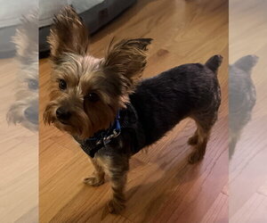 Bentley  Boy - Male Mutt Dog for Adoption - Photo #2
