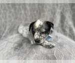 Small Photo #6 Australian Cattle Dog Puppy For Sale in LAKELAND, FL, USA