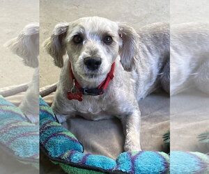 Poodle (Miniature)-Unknown Mix Dogs for adoption in San Diego, CA, USA