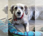 Small Poodle (Miniature) Mix