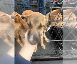 German Shepherd Dog Dogs for adoption in Stockton, CA, USA