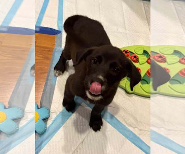 Medium Photo #2 Labrador Retriever-Unknown Mix Puppy For Sale in Sheboygan, WI, USA