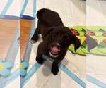 Small #1 Labrador Retriever Mix