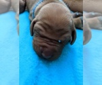 Small Photo #3 Vizsla Puppy For Sale in ELLSWORTH, ME, USA