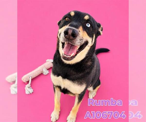 Medium Photo #4 German Shepherd Dog-Unknown Mix Puppy For Sale in HESPERIA, CA, USA