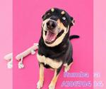 Small #3 German Shepherd Dog Mix