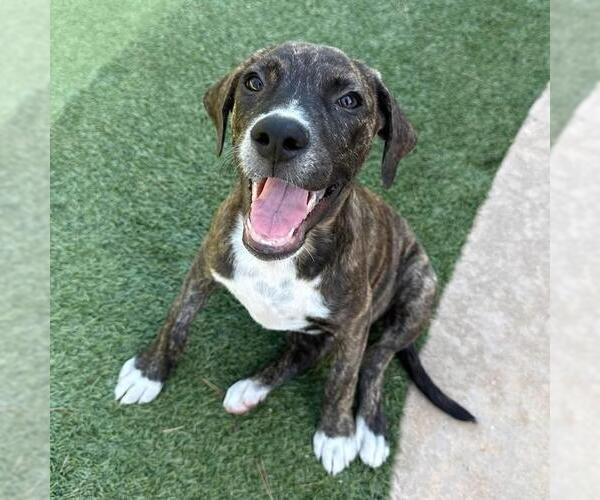 Medium Photo #5 Mutt Puppy For Sale in San Diego, CA, USA