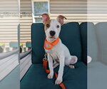 Small Mutt