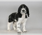 Small Photo #2 Cocker Spaniel Puppy For Sale in WARSAW, IN, USA