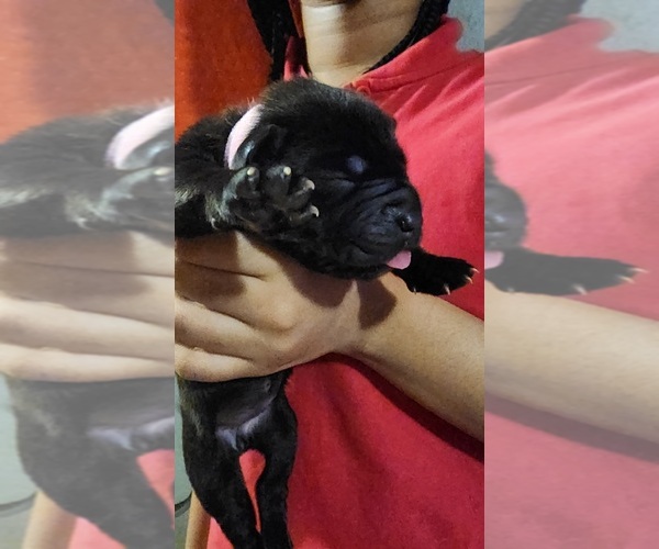 Medium Photo #2 Cane Corso Puppy For Sale in CHICAGO, IL, USA