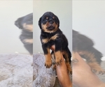 Puppy 2 Rottweiler