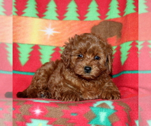 Cavapoo-Poodle (Miniature) Mix Puppy for sale in PARADISE, PA, USA