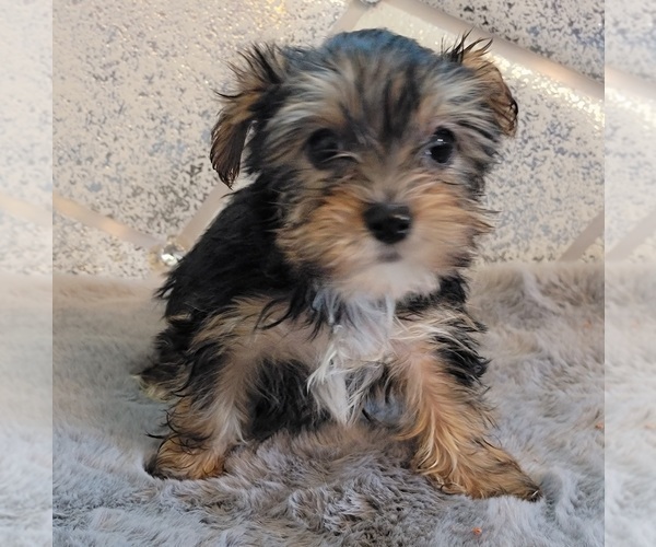 Medium Photo #2 Yorkshire Terrier Puppy For Sale in HUDDLESTON, VA, USA