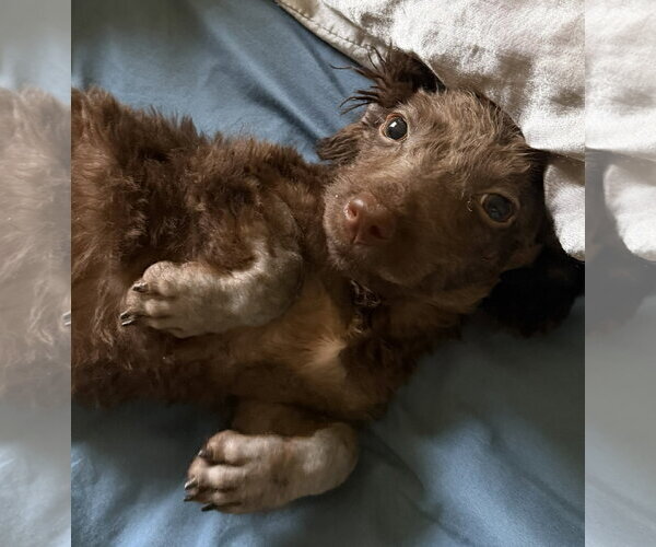 Medium Photo #10 Miniature Labradoodle Puppy For Sale in Valrico, FL, USA