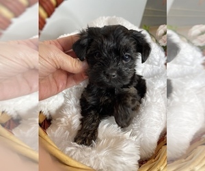YorkiePoo Puppy for sale in FENTON, MI, USA