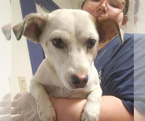 Parson Russell Terrier-Unknown Mix Dogs for adoption in Bakersfield, CA, USA