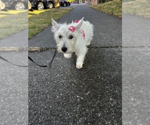 West Highland White Terrier Puppy for sale in TACOMA, WA, USA
