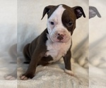 Small Photo #6 American Bully Puppy For Sale in KENT, WA, USA