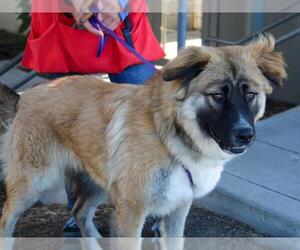 Anatolian Shepherd Dogs for adoption in Martinez, CA, USA